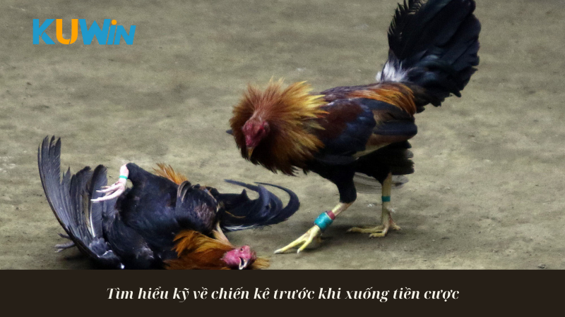 Tìm hiểu kỹ về chiến kê trước khi xuống tiền cược